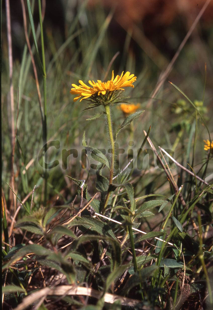 Inula hirta